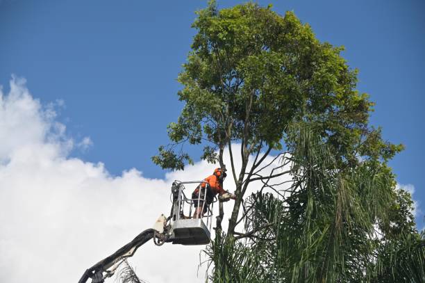 Best Tree Trimming and Pruning  in Lone Grove, OK